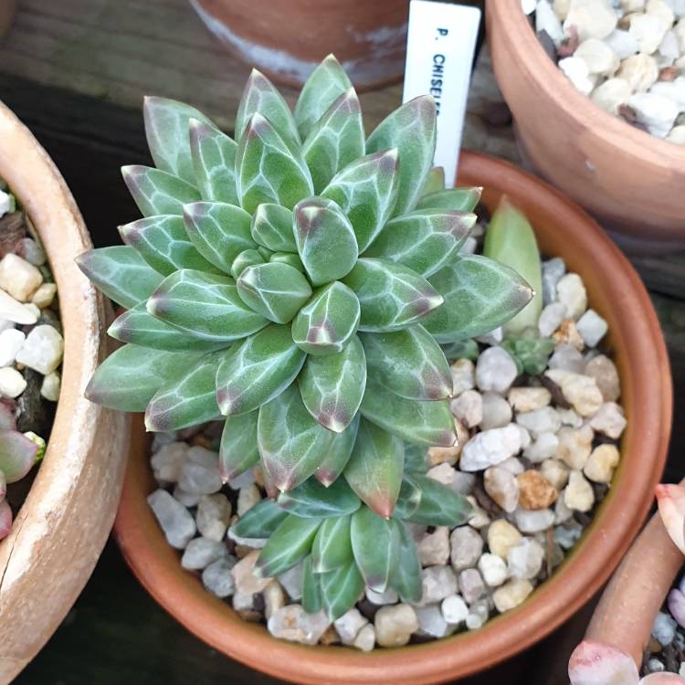Plant image Pachyphytum Chiseled Stones
