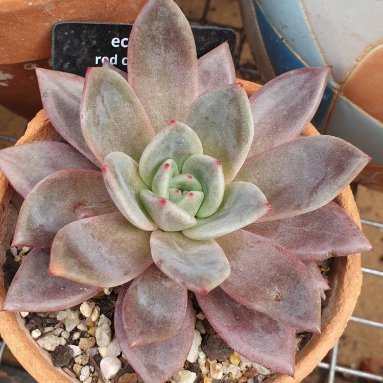 plant image 1527326 plant image 1527326