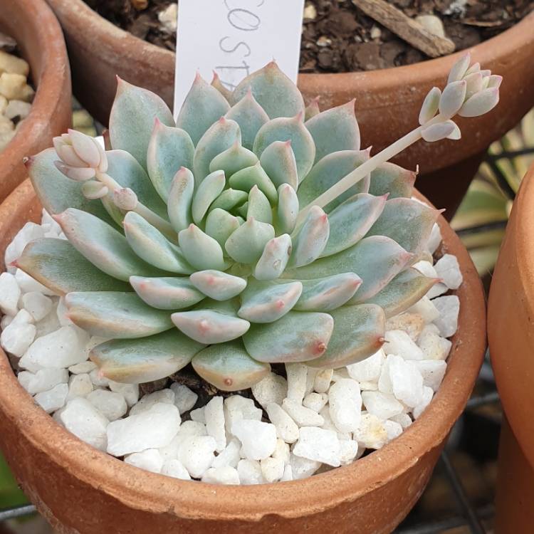 plant image 1527328 plant image 1527328