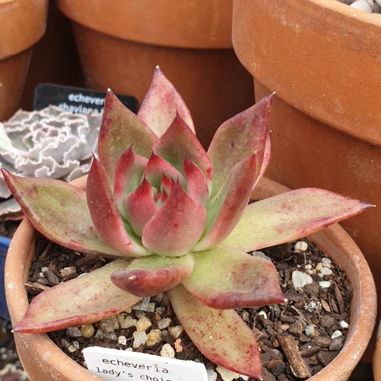 plant image 1527799