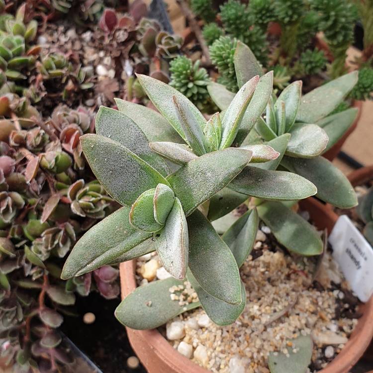 Plant image Crassula Shandy