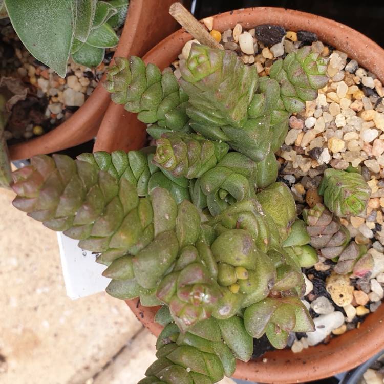 Plant image Crassula marchandii