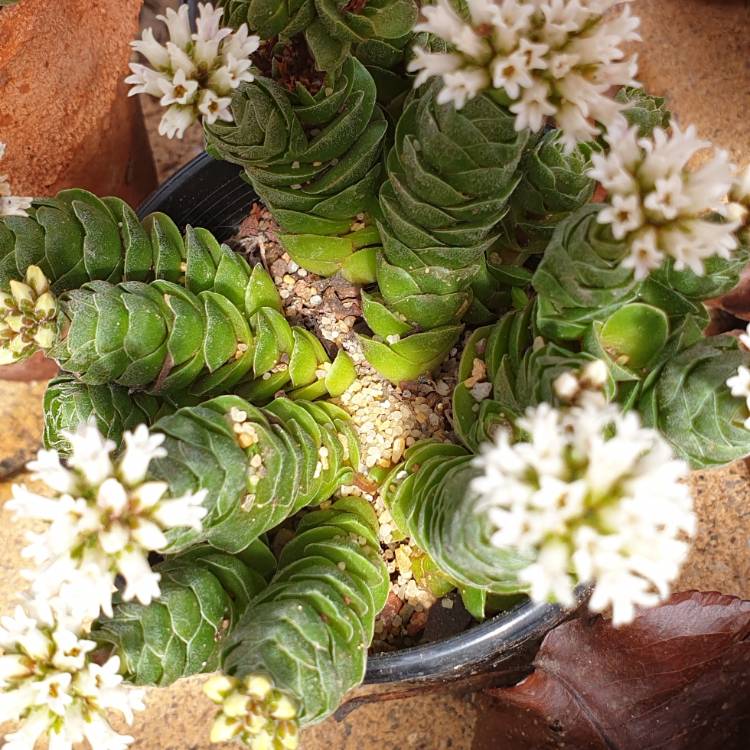 Plant image Crassula 'Emerald'