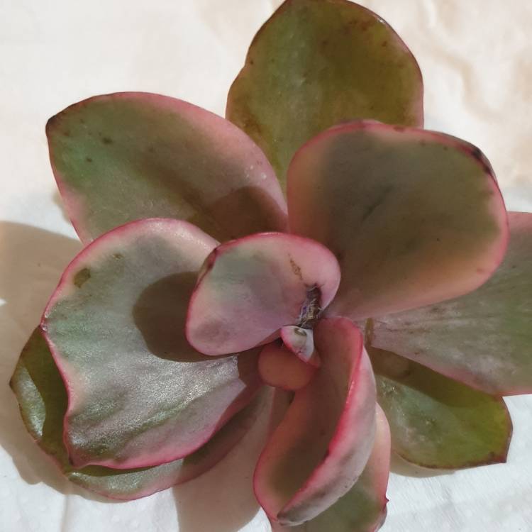 plant image 1527831