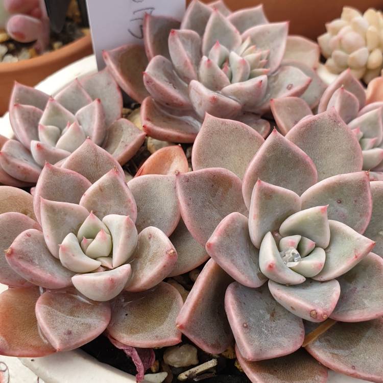 plant image 1527832