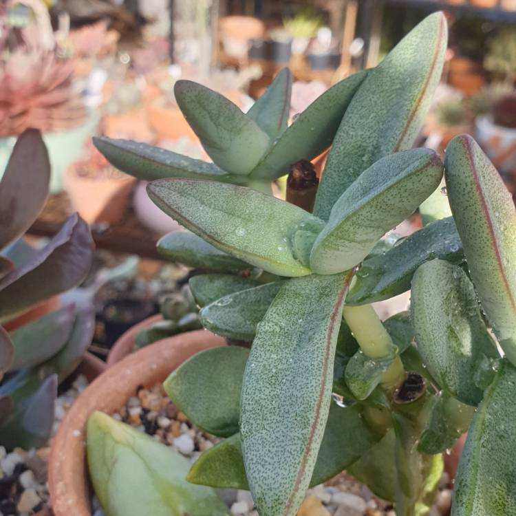 plant image 1528410