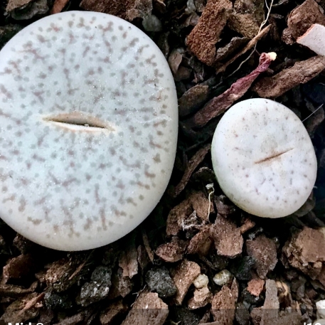 Plant image Lithops Pseudo Truncatella var. Volkii C069