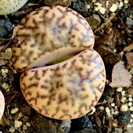 Plant image Lithops Dorotheae C124