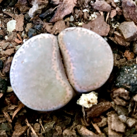 plant image 1528436