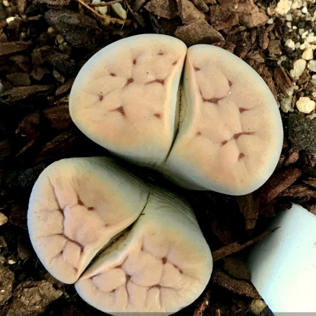 plant image 1528440