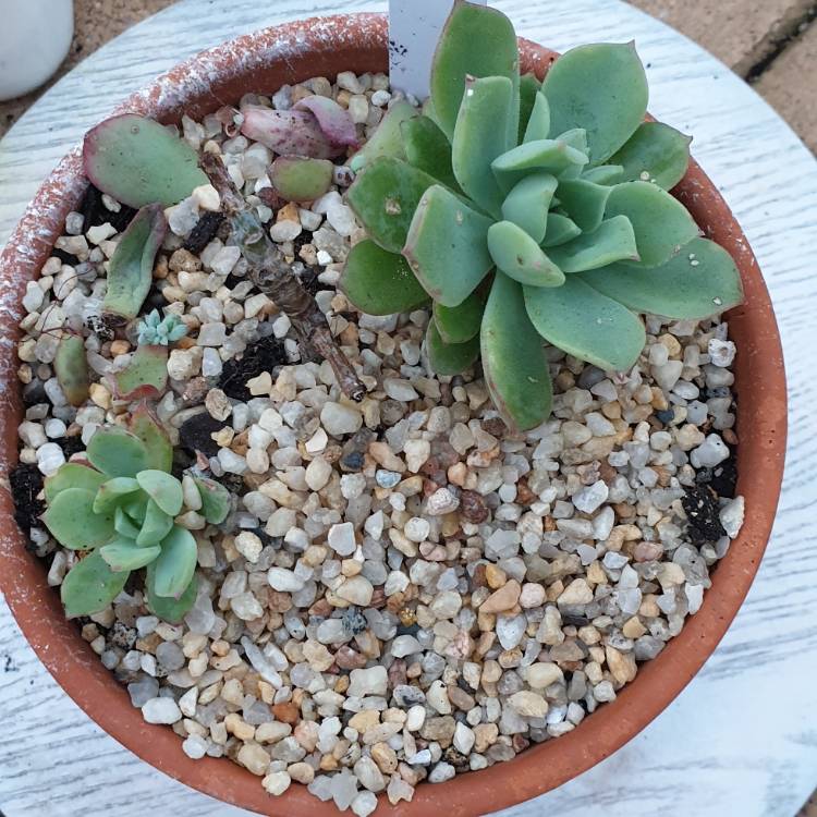 Plant image Echeveria Graessneri