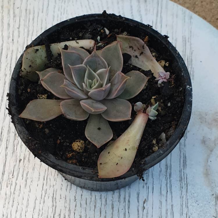 Plant image Echeveria Metal