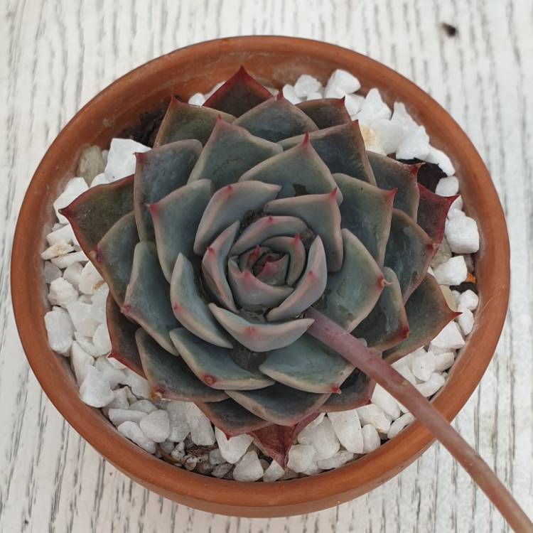 plant image 1529655