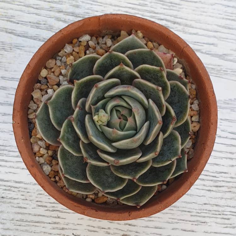 Plant image Echeveria Santa Lewis