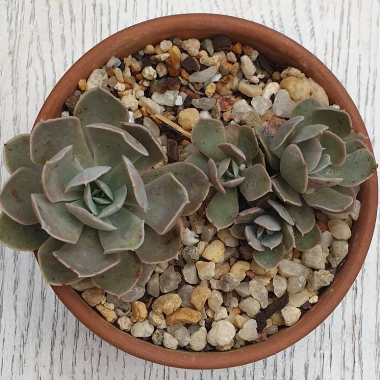 Plant image Echeveria Marzipan