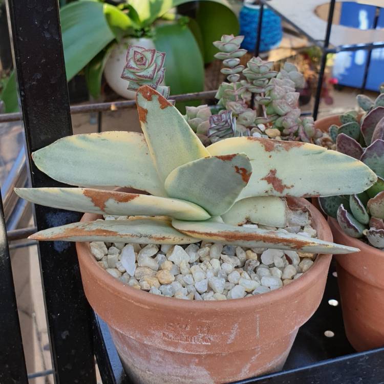 Plant image Crassula Perfoliata var.  Minor Variegata
