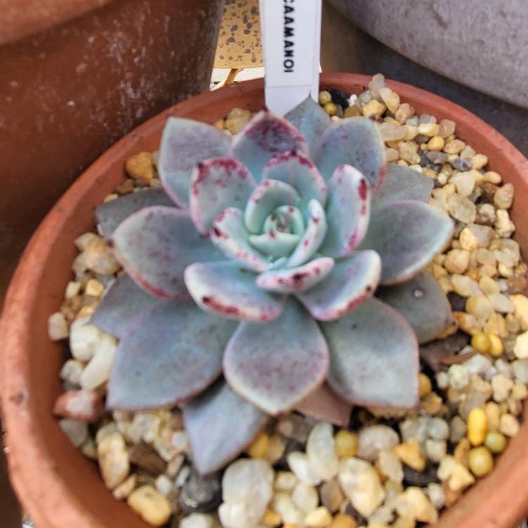 plant image 1540324