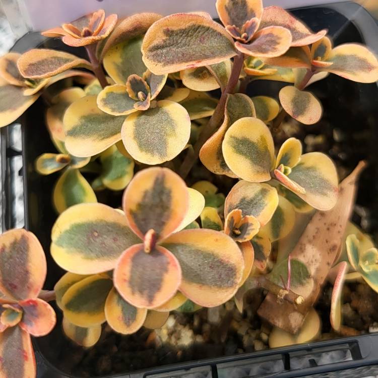 Plant image Sedum 'Wildfire'