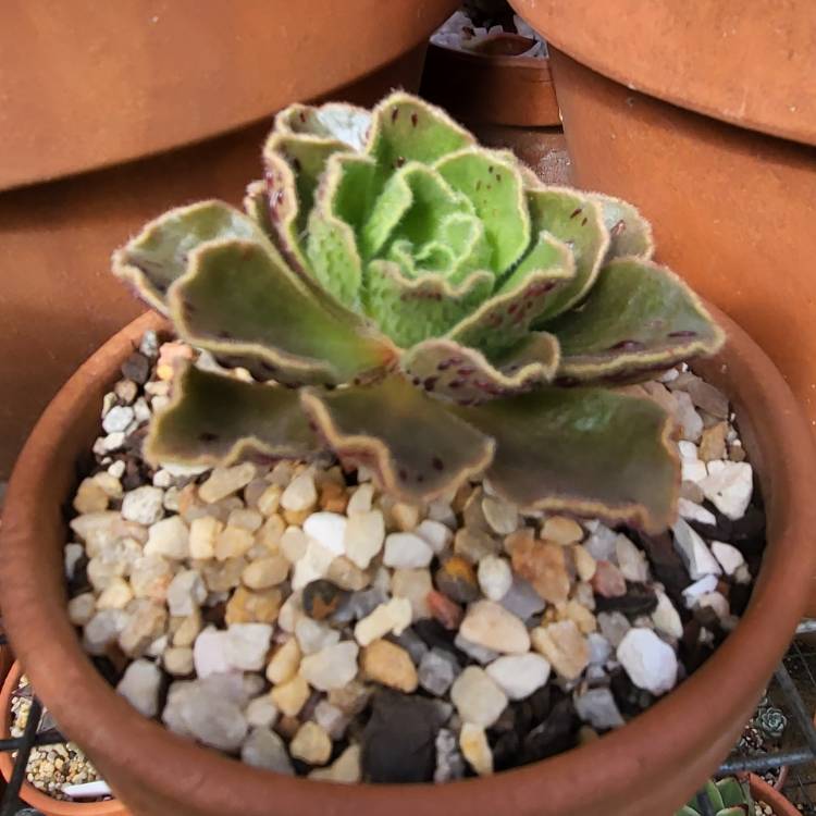 plant image 1540380 plant image 1540380
