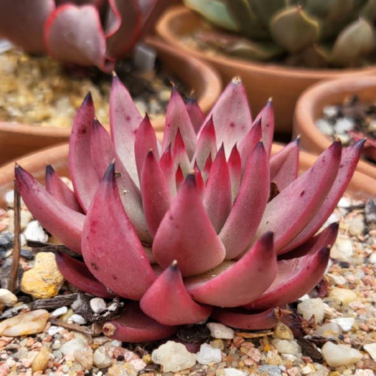 Plant image Echeveria Celestia