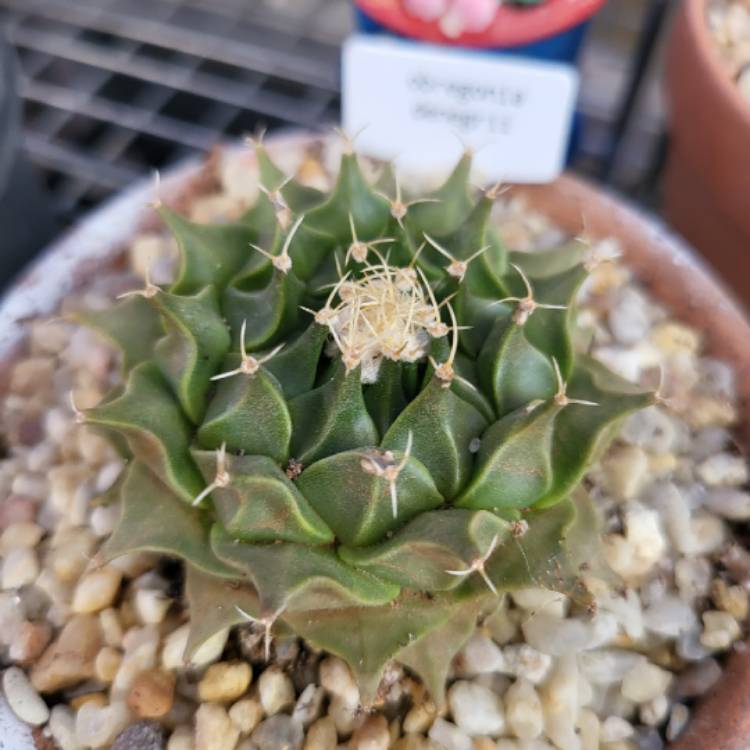 plant image 1550684