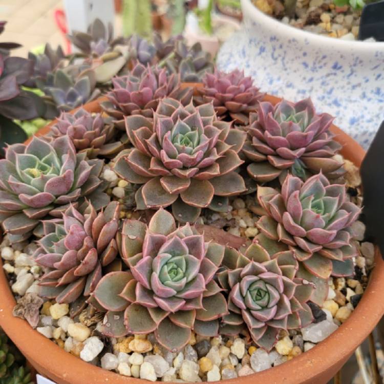 Plant image Echeveria Parks Pop Candy