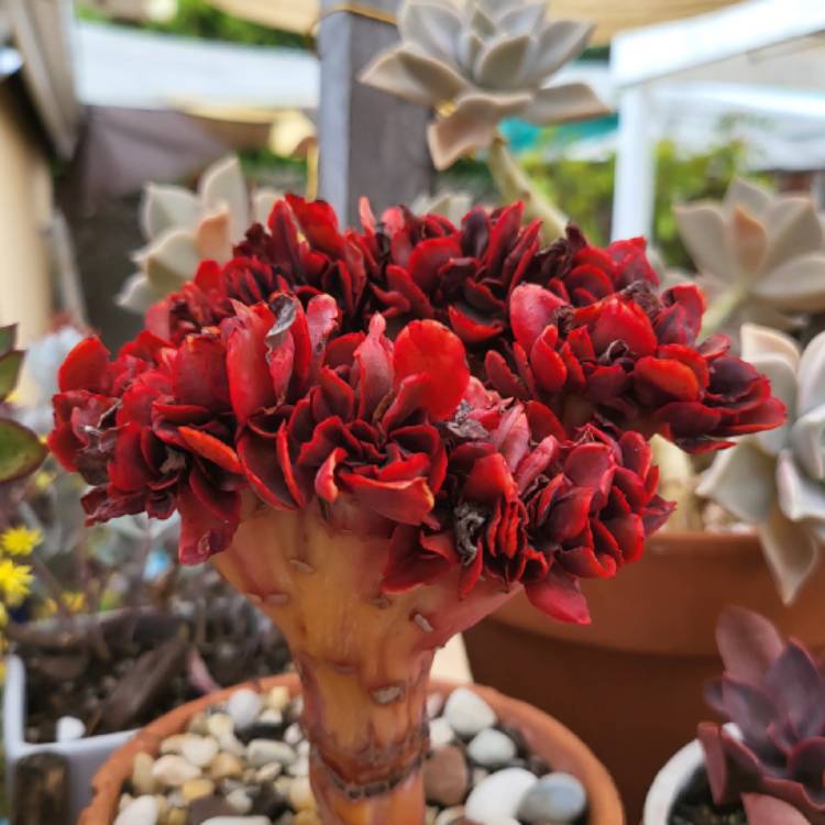 plant image 1554560