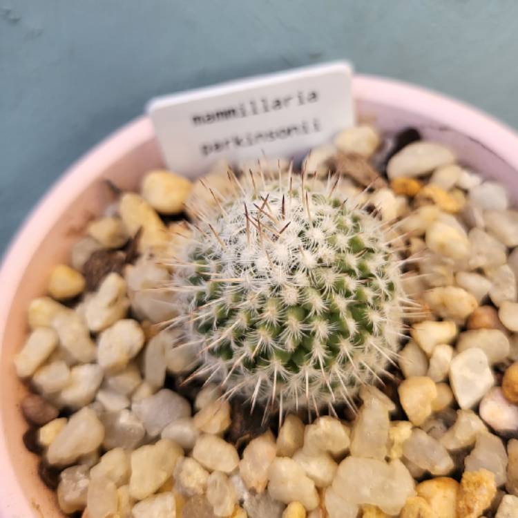 Plant image Mammillaria parkinsonii