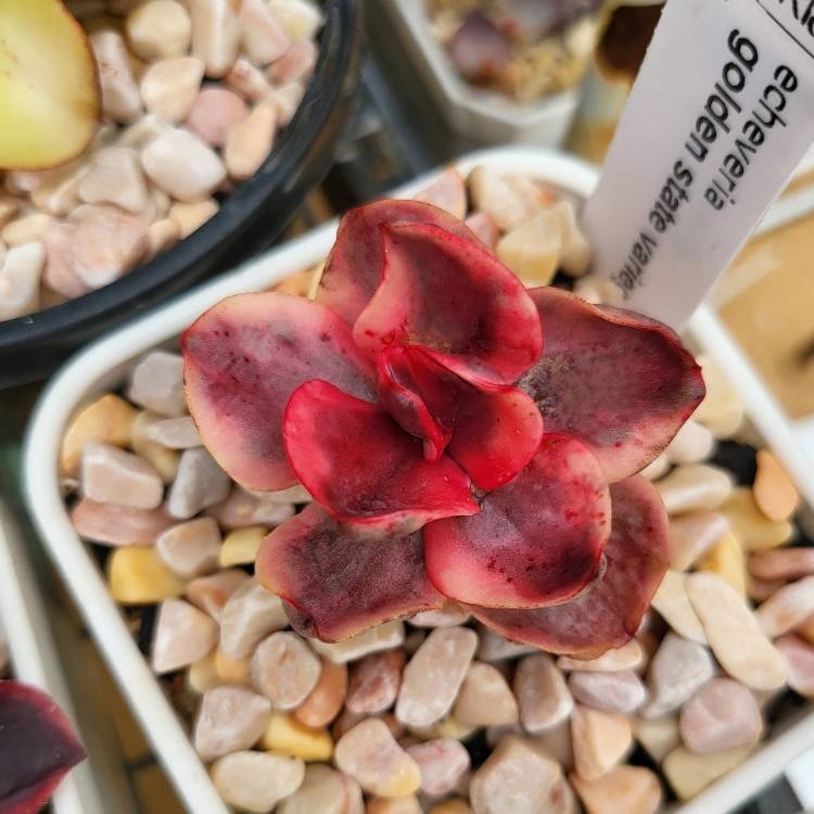 Plant image Echeveria Golden State