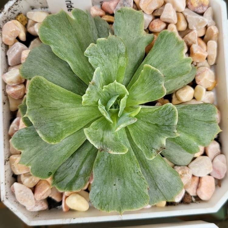 Plant image Echeveria Cooks Pride