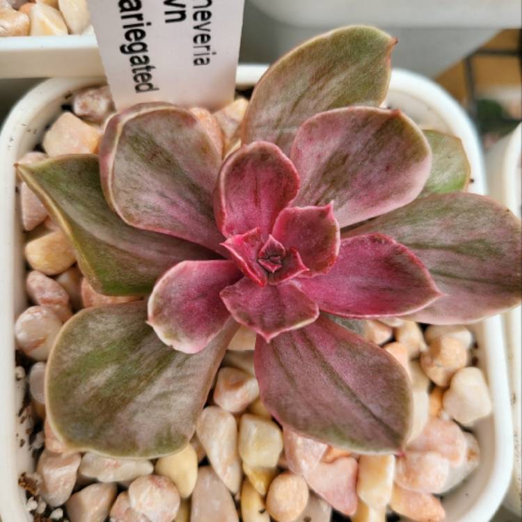Plant image Echeveria Perle Von Nurnburg Variegata
