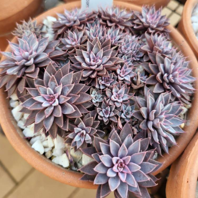 plant image 1599585