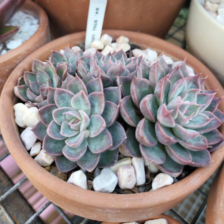 plant image 1599592