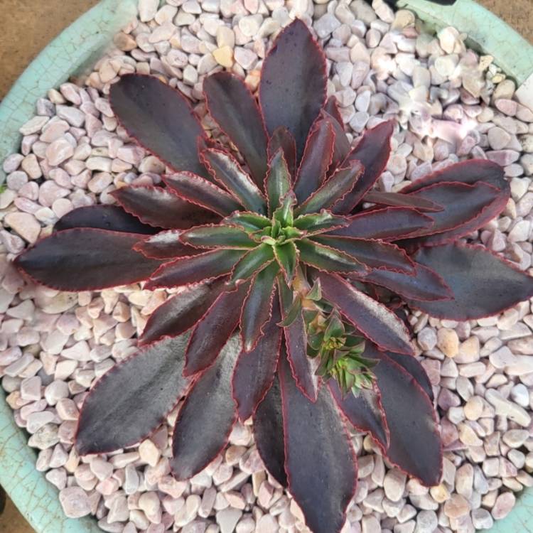 plant image 1599786