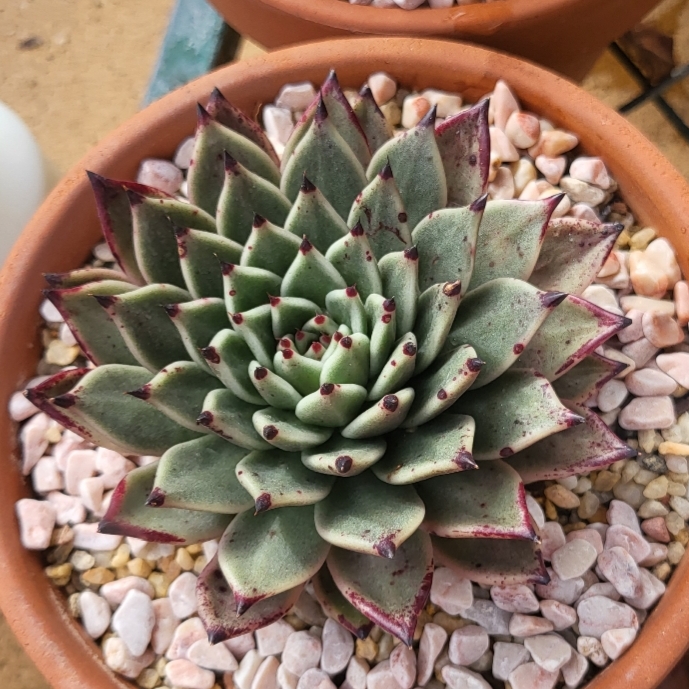Plant image Echeveria Agavoides Ebony x Cuspidata v. Zaragozae