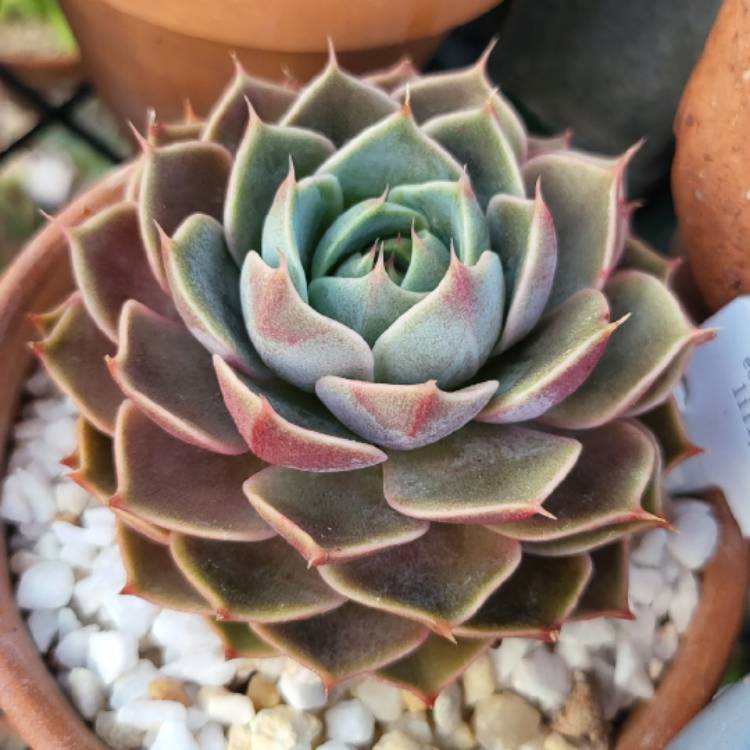 Plant image Echeveria Lily