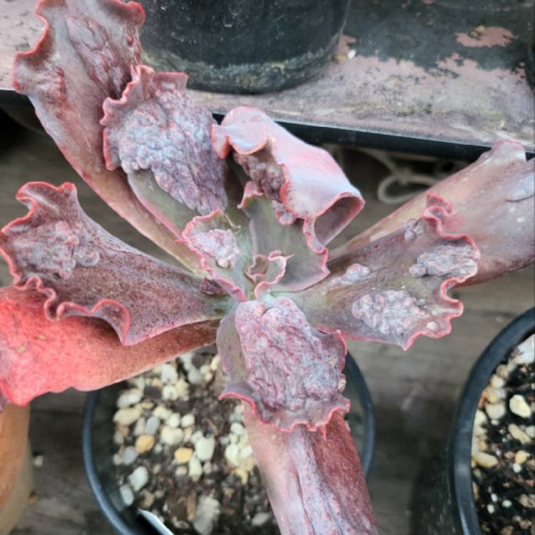 Plant image Echeveria Poro