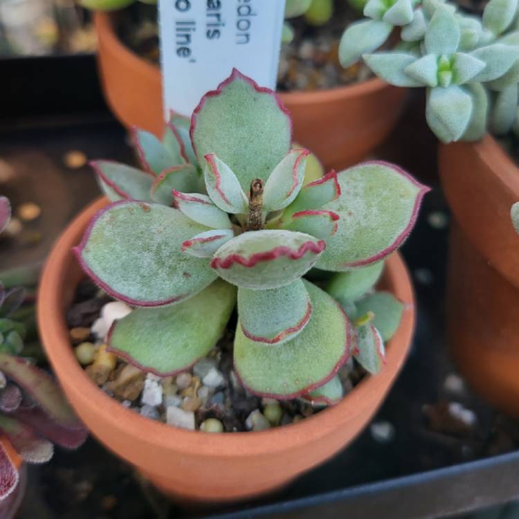Plant image Cotyledon Papillaris