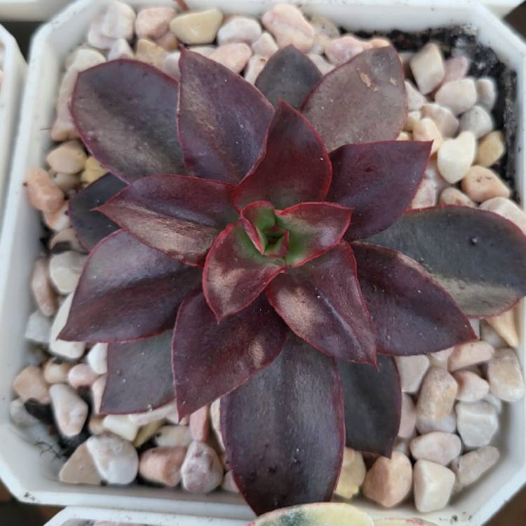 Plant image Echeveria Reims