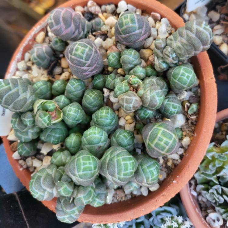 Plant image Crassula 'barklyi'