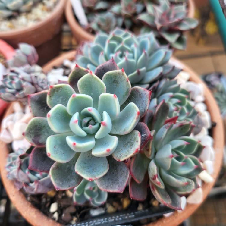 Plant image Echeveria Nanahook