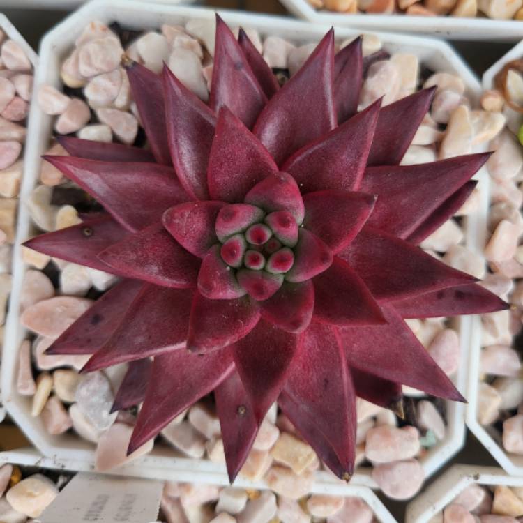 Plant image Echeveria Celestia