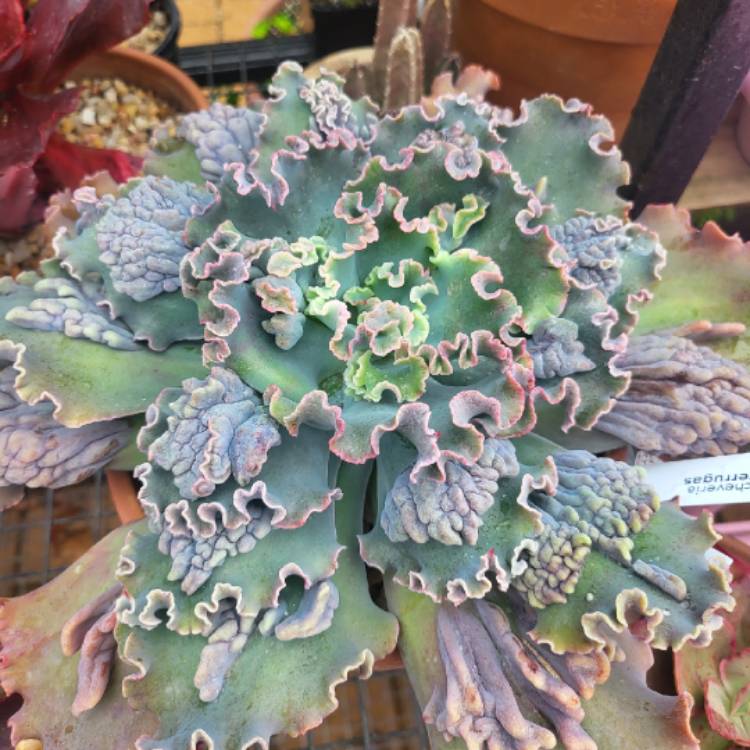 Plant image Echeveria Verrugas