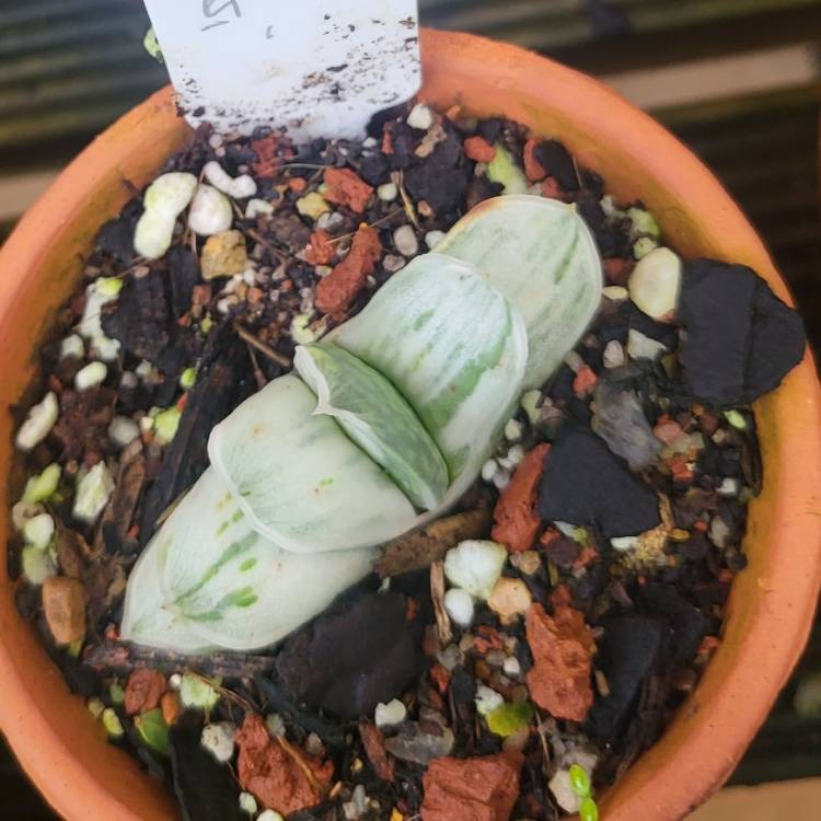 Plant image Gasteria Shinanu Fuji