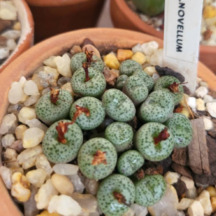 plant image 1605711