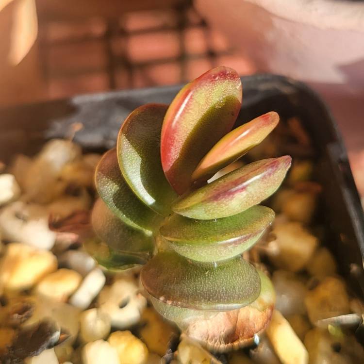 Plant image Adromischus Subdistichus