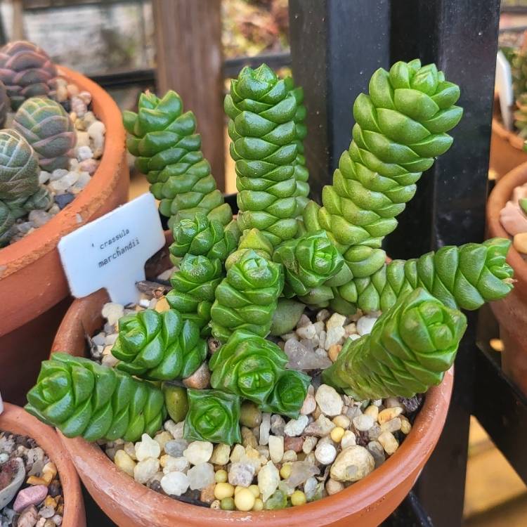 Plant image Crassula marchandii