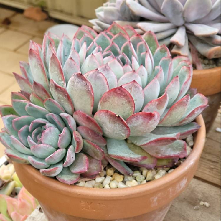 Plant image Echeveria Roulette