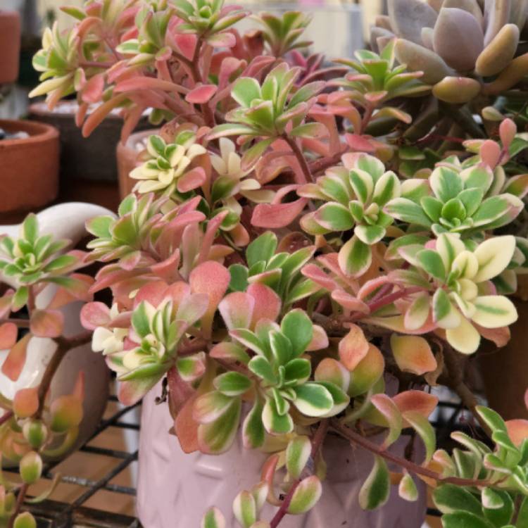 plant image 1612222 plant image 1612222