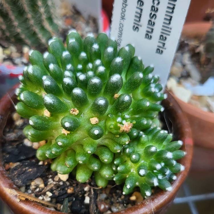Plant image Mammillaria bocasana 'Inermis'